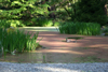 pond with mallards